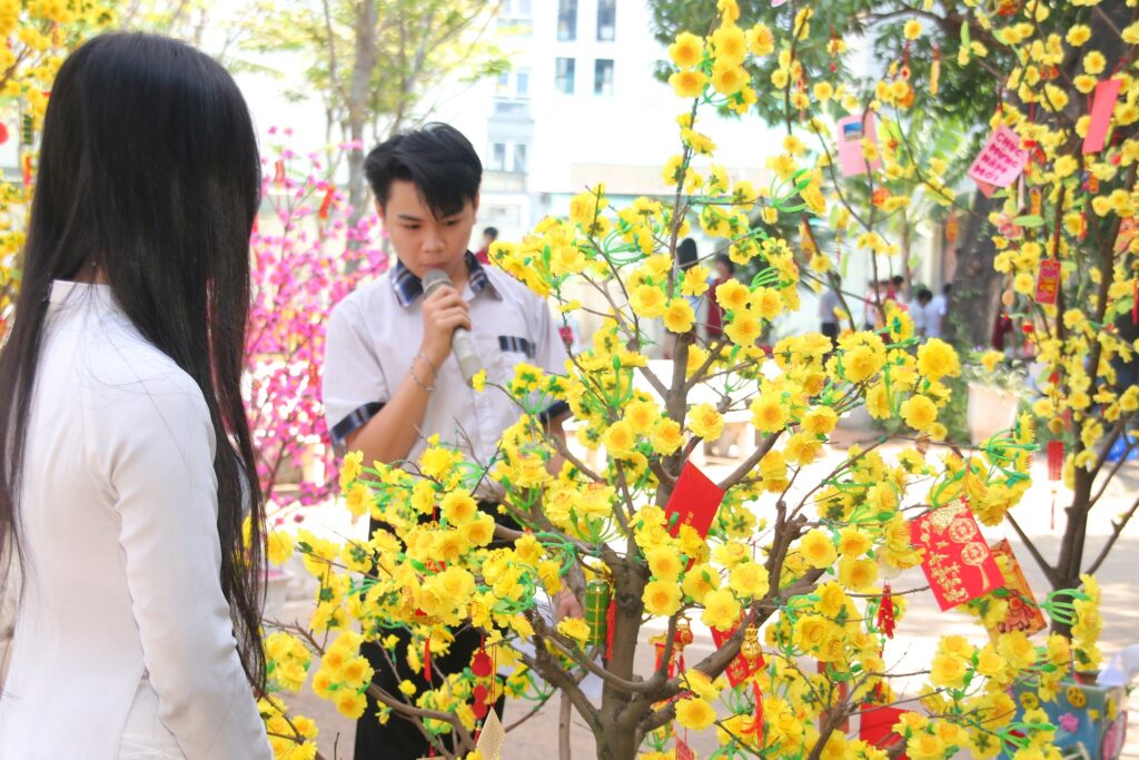 Trang trí hoa mai trong Hội Xuân Bính Ngọ 2026